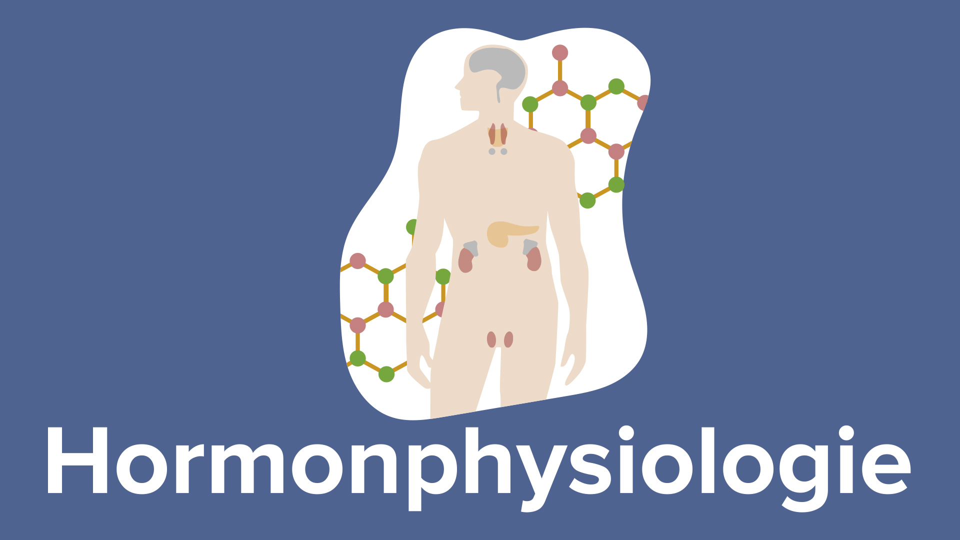 Hormonphysiologie Medizin Online Kurs Lecturio