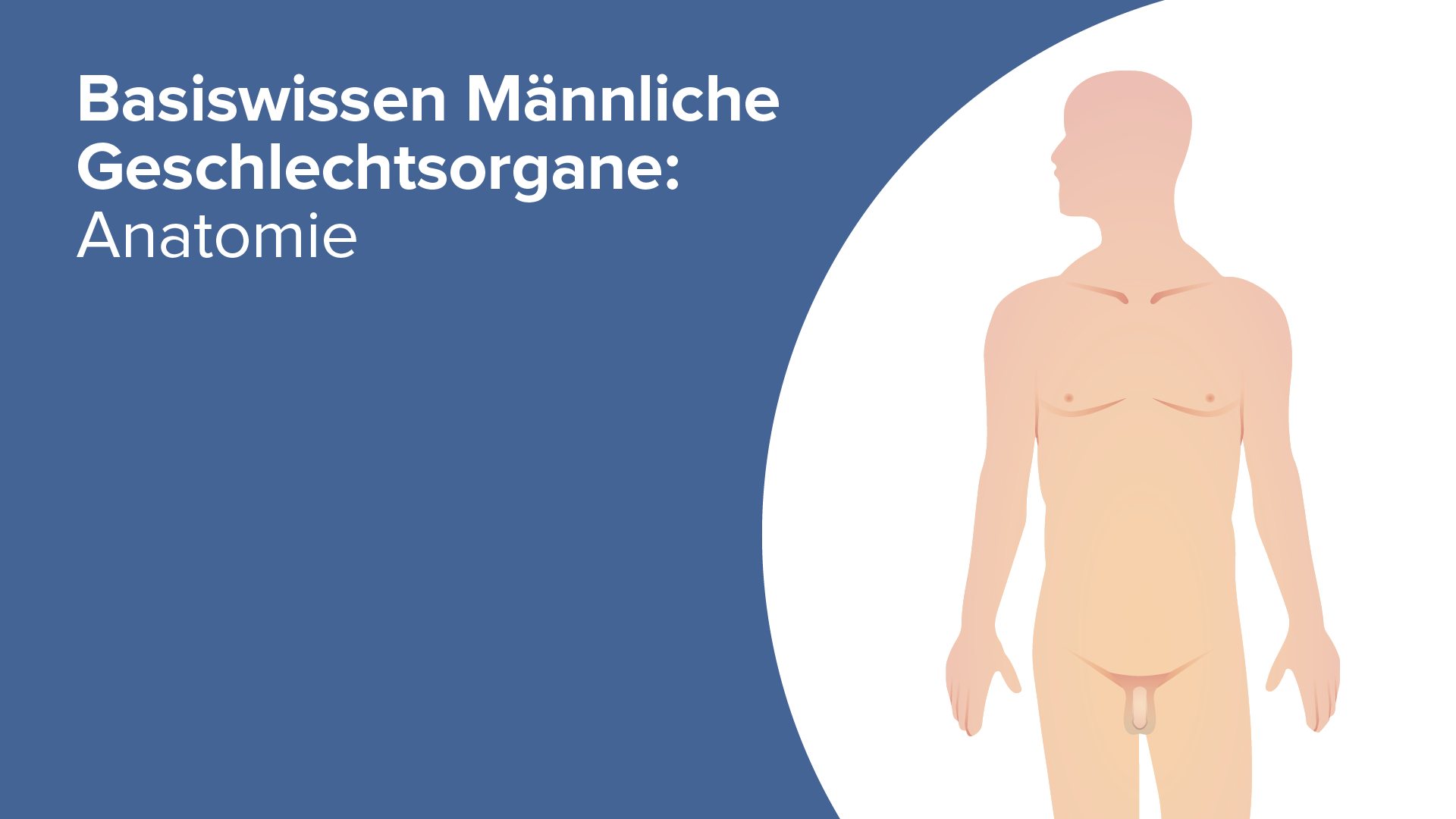 Glied Zusammenfassung Online Lernen mit Lecturio