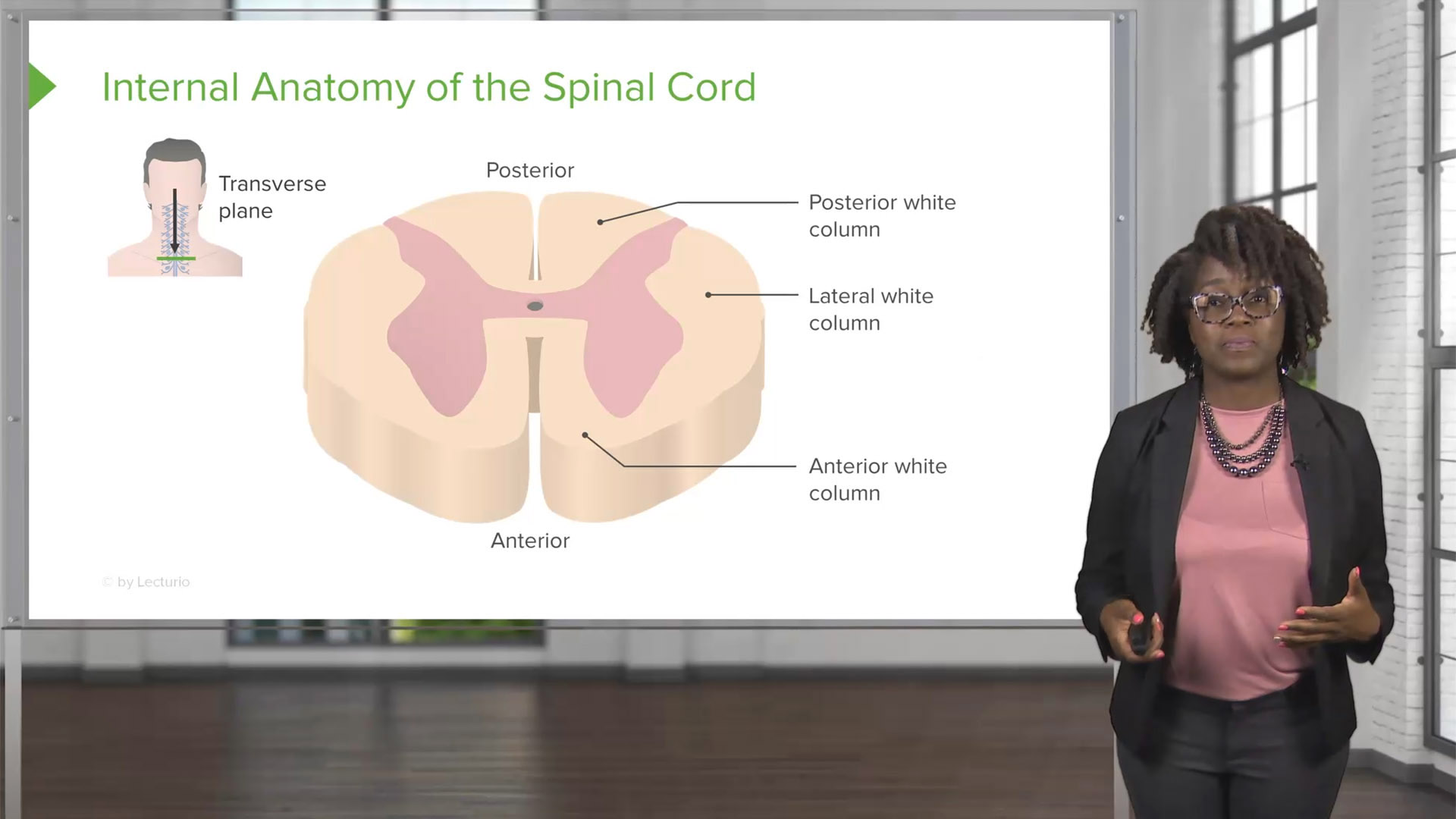 Spinal Cord and Spinal Nerves – Physiology Nursing Course