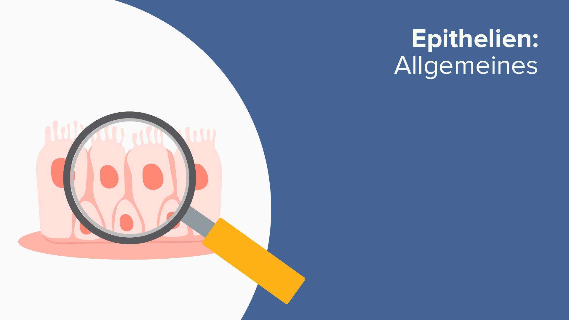 Epithelien Allgemeines Online Histologiekurs Lecturio