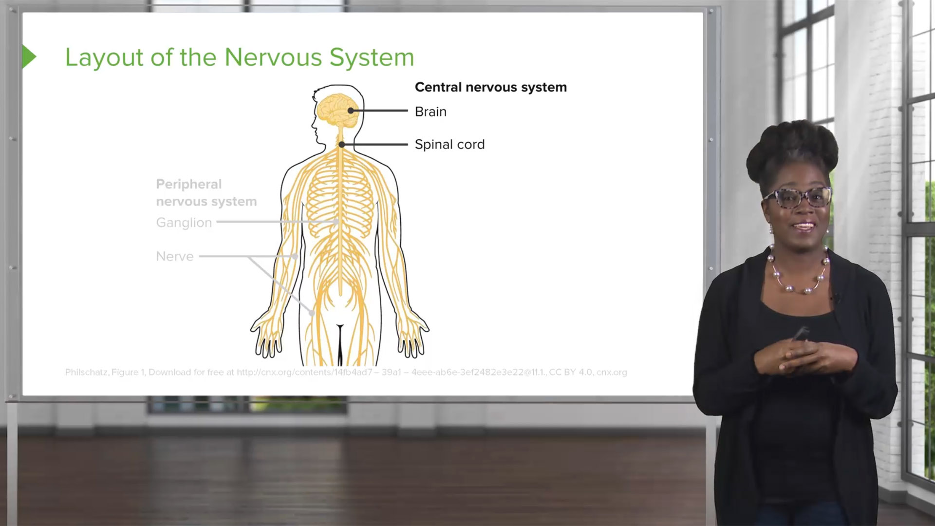 Nervous System – Physiology Nursing Video Course | Lecturio