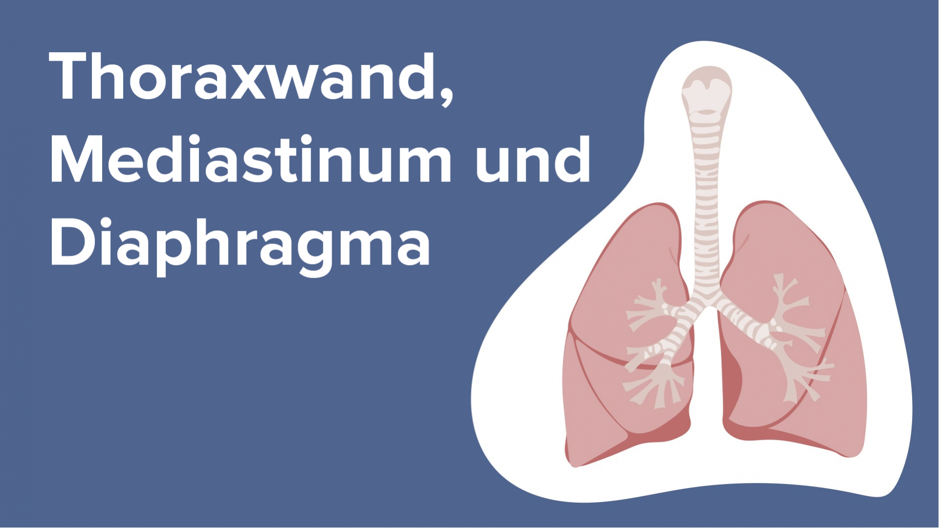 Diaphragma 1 Aufbau, Gefäße, Inn. Lecturio