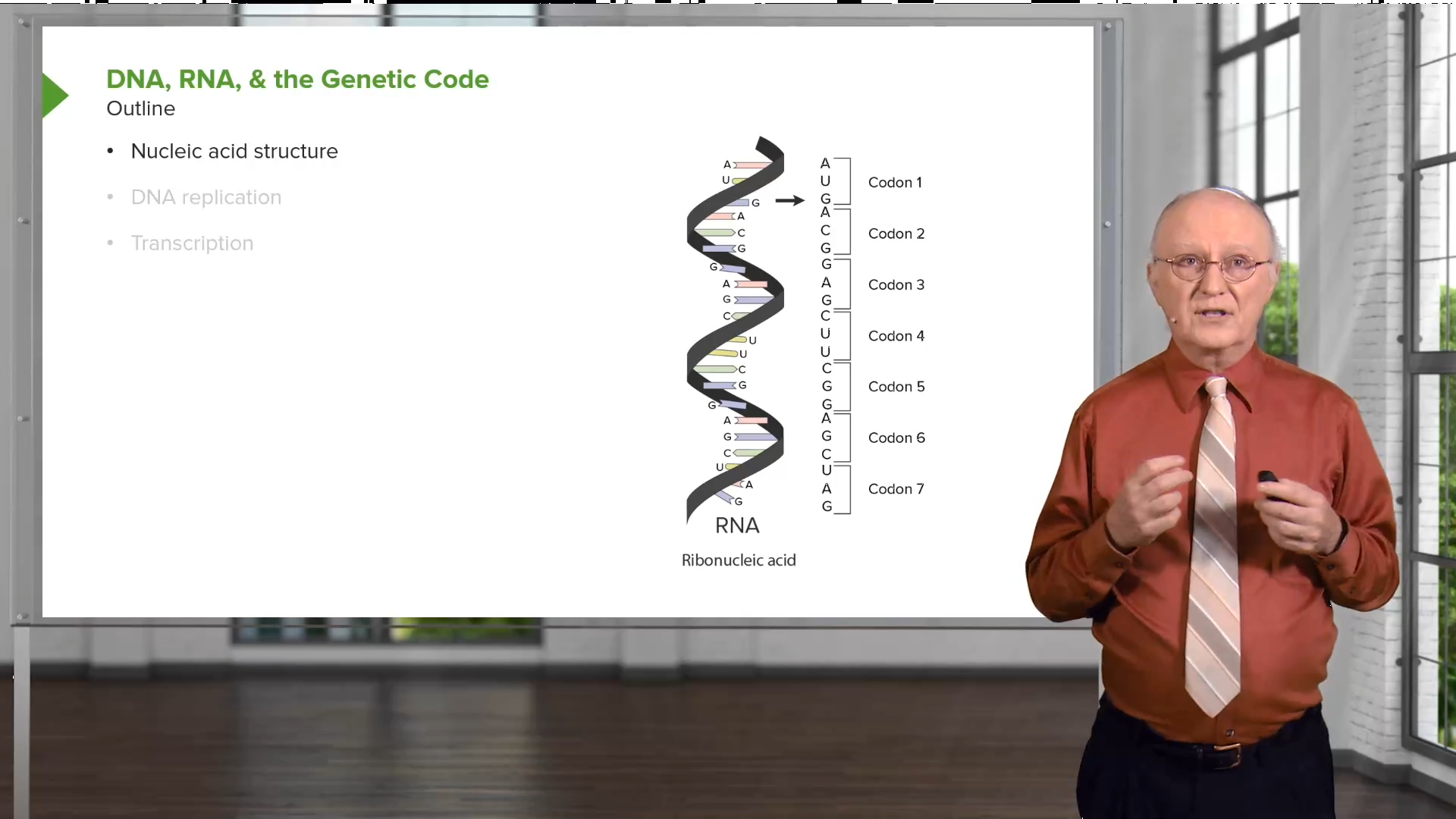 What Are The Two Function Of Nucleic Acids