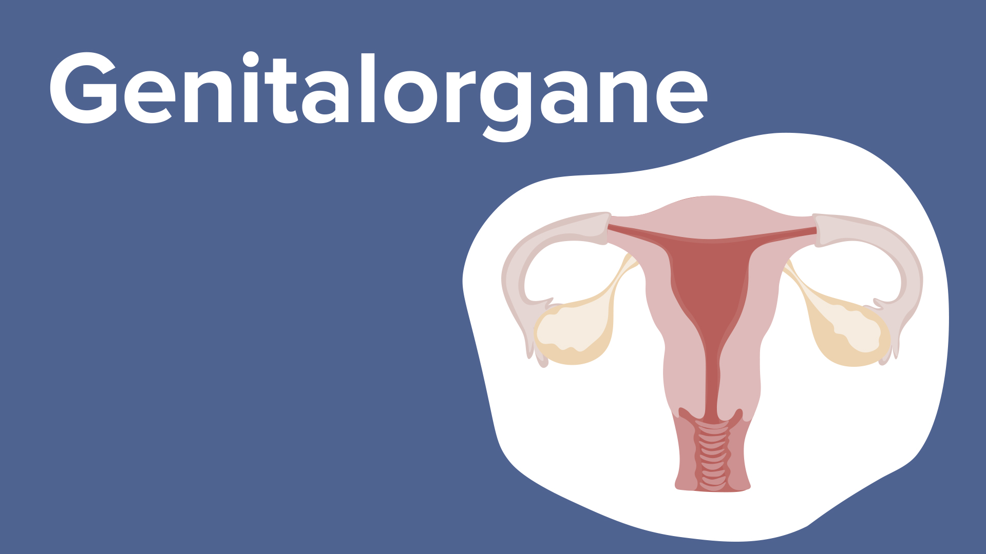 Mamma (Brustdrüse): Aufbau & Klinik – Medizin online lernen | Lecturio