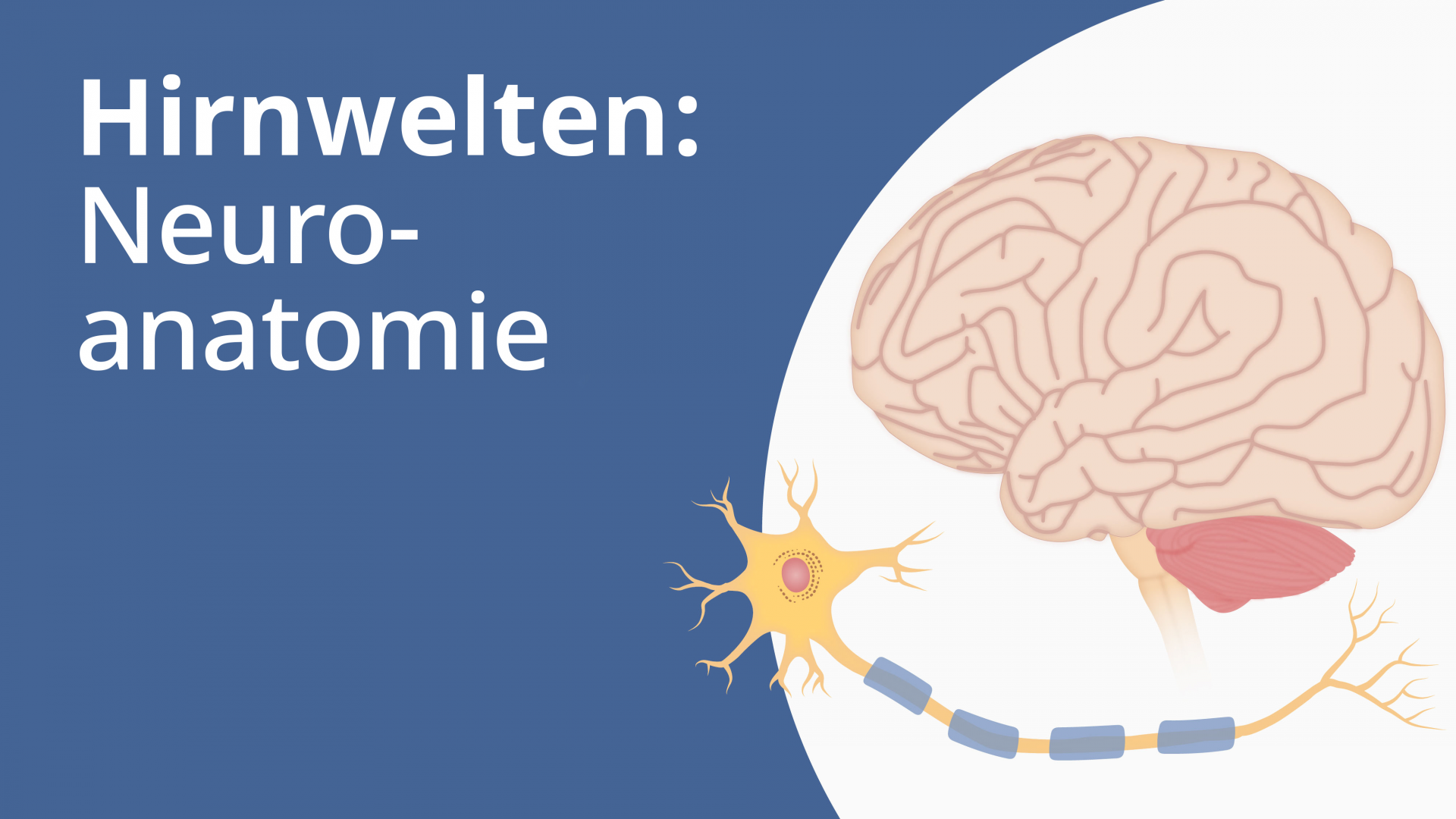 12 nerven im gehirn