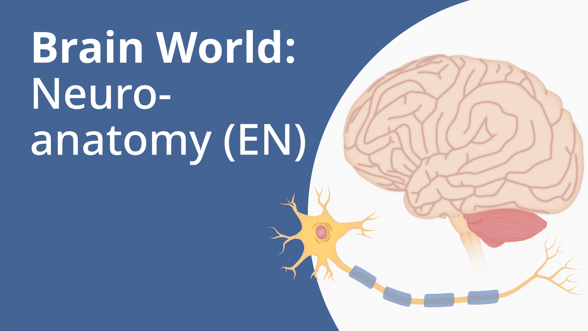 Brain World Neuroanatomy Online Course Lecturio