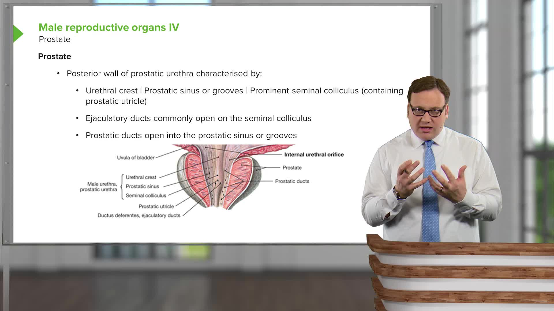 Anal Canal – Perineum and External Genitalia | Lecturio