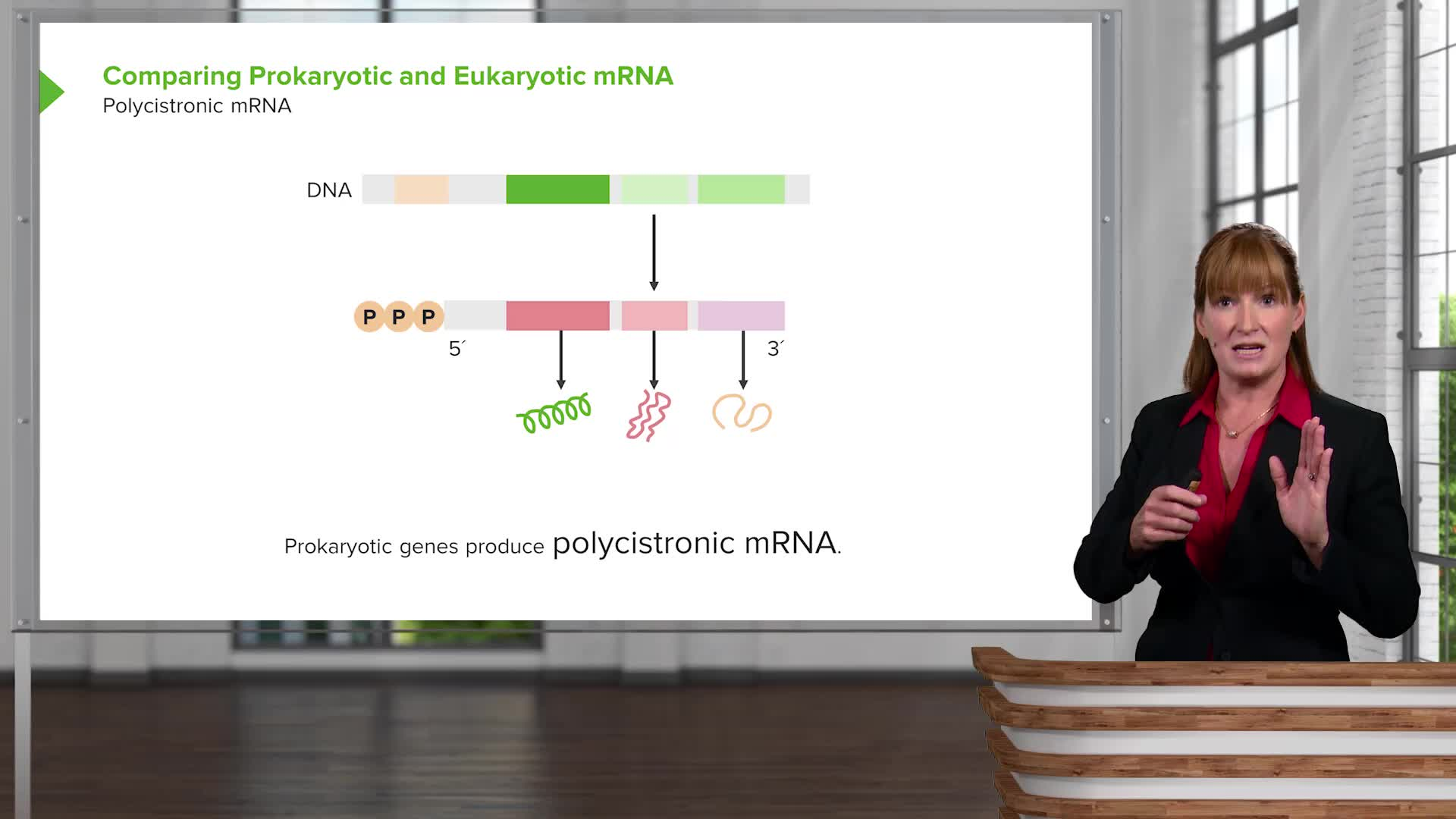 Gene Regulation Proteins Prokaryotes And Operons Online Lecture