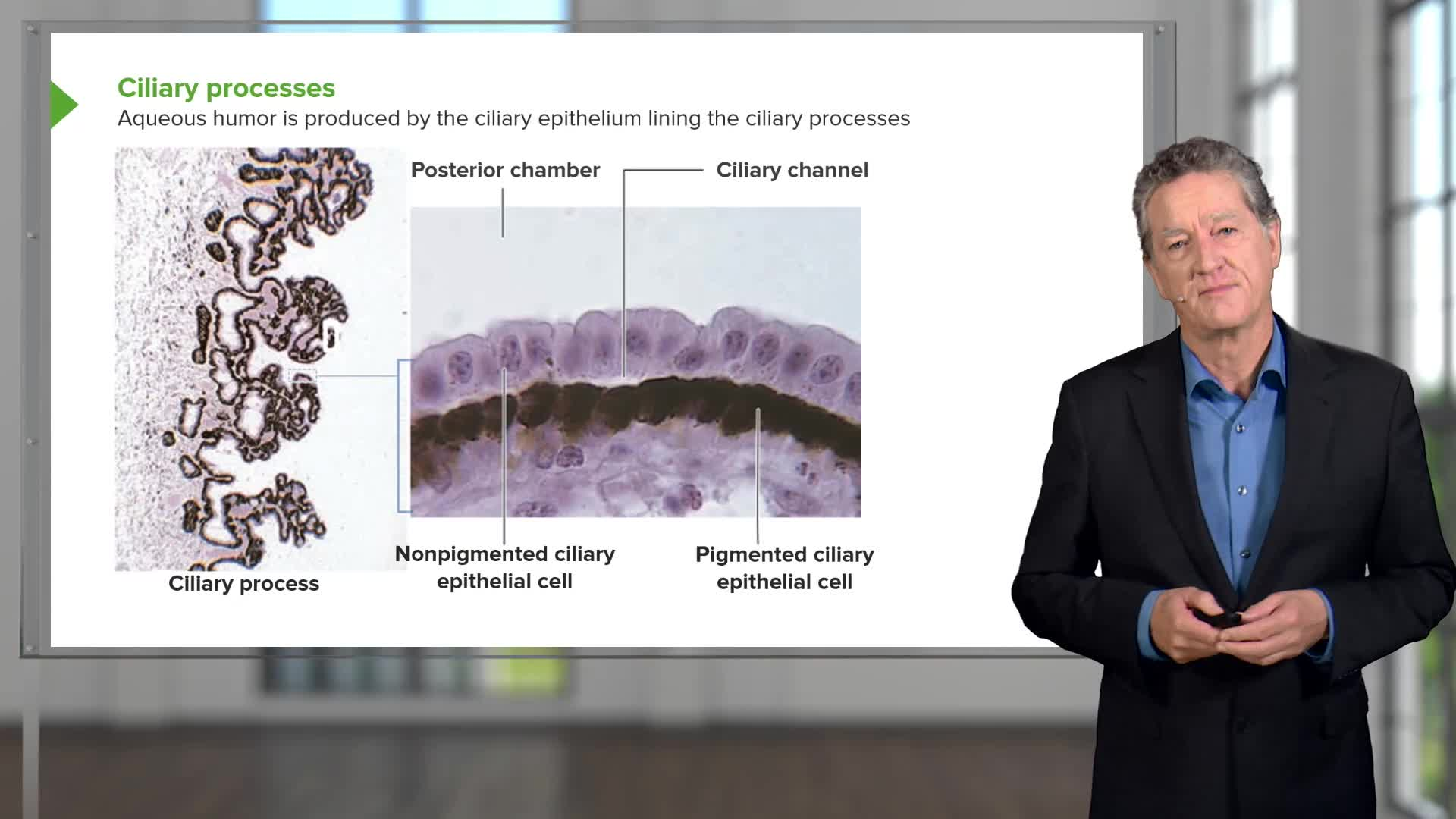 Sensory Histology – Online Medical Course | Lecturio