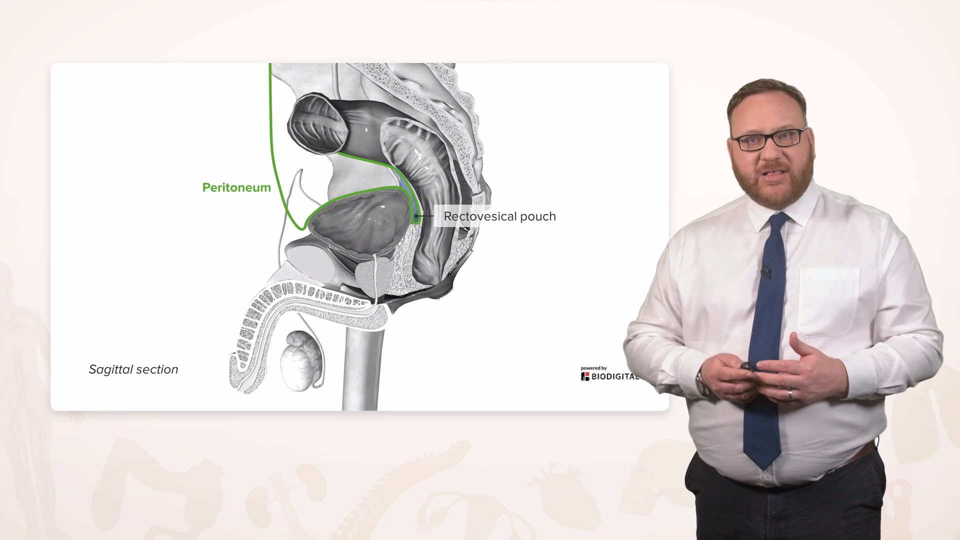 Anatomy of the Male Reproductive System – Online Anatomy Course