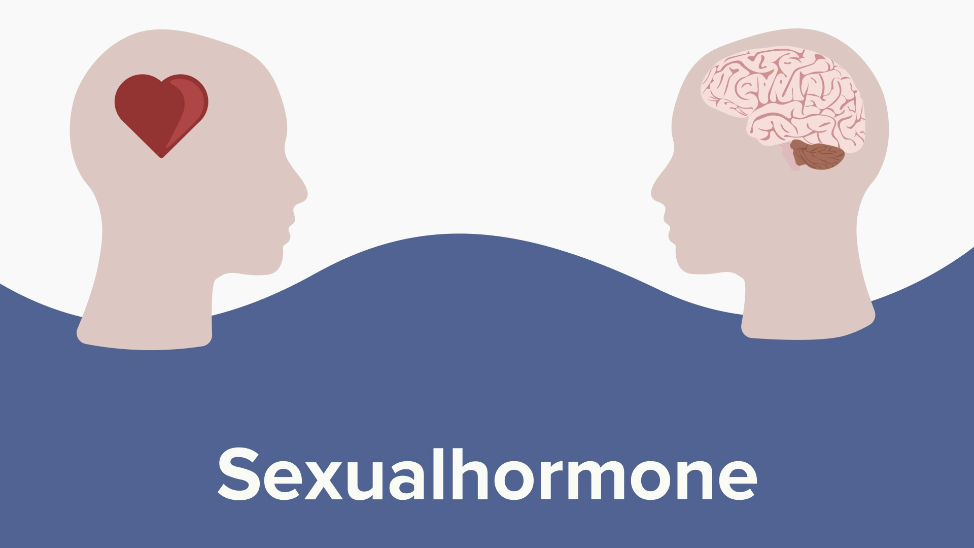 Männliche Sexualhormone Online Hormonphysiologie Kurs Lecturio 