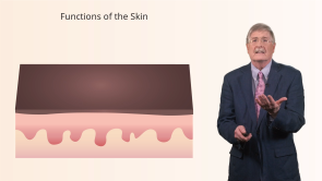 Review: Physiology and Structure of the Skin