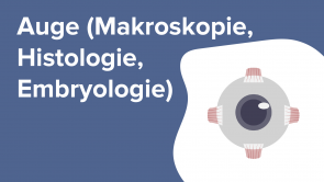 Auge (Makroskopie, Histologie, Embryologie)