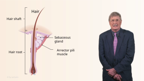 Adnexal Tumors of the Skin