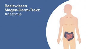 Basiswissen Magen-Darm-Trakt: Anatomie