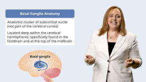 Psychopharmacology: Neuroanatomy and Neurophysiology
