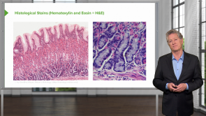 Histological Techniques and Staining