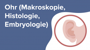 Ohr (Makroskopie, Histologie, Embryologie)