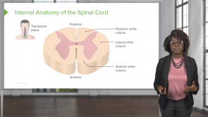 Spinal Cord and Spinal Nerves – Physiology (Nursing)