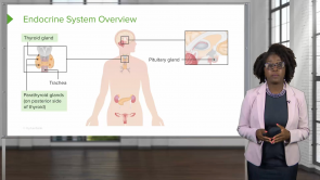 Endocrine System – Physiology (Nursing)