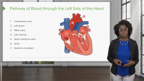 Cardiovascular System: Heart – Physiology (Nursing)