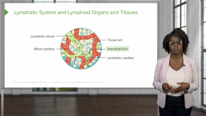 Lymphatic System – Physiology (Nursing)