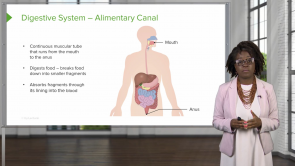Gastrointestinal System – Physiology (Nursing)