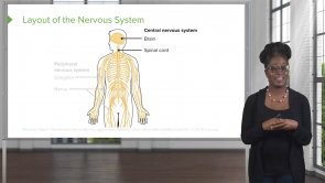 Nervous System – Physiology (Nursing)