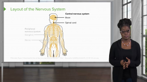 Nervous System & Special Senses (NP)