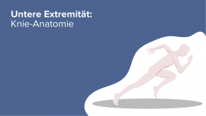 Untere Extremität: Knie-Anatomie