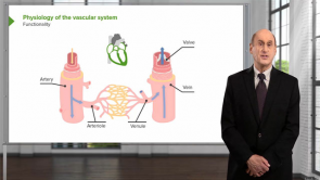 Introduction to the Vascular System