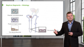 Urinary Tract Physiology