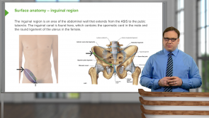 Musculoskeletal, Skin, and Connective Tissue—Anatomy