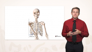Anatomy of the Musculoskeletal System (Nursing)
