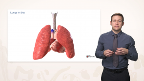 Anatomy of the Respiratory System (Nursing)