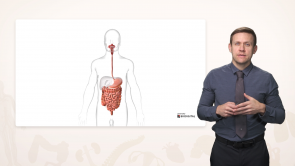 Anatomy of the Gastrointestinal System (Nursing)