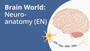 Brain World: Neuroanatomy (EN) (course coming soon)