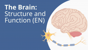 The Brain: Structure and Function (EN)