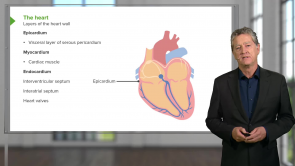 Cardiovascular Histology