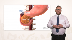 Anatomy of the Small Intestine