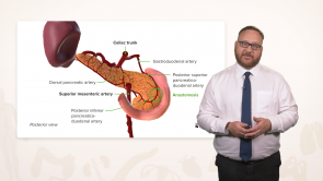 Anatomy of the Pancreas and Spleen