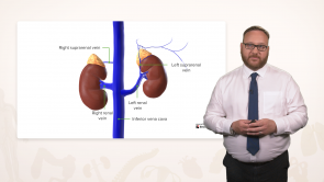 Anatomy of the Urinary System and Suprarenal Glands
