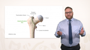 Anatomy of the Lower Limbs