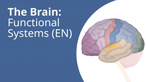 The Brain: Functional Systems (EN) (release in progress)
