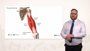 Musculoskeletal System: Upper Limbs