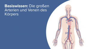 Basiswissen: Die großen Arterien und Venen des Körpers