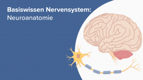 Basiswissen Nervensystem: Neuroanatomie