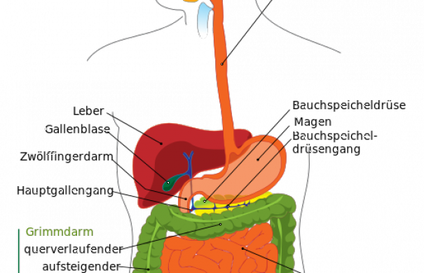 Verdauung_Mensch_512px-Digestive_system_diagram_de.png