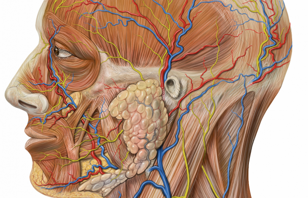 Kopf_Anatomie_Lateral_head_anatomy_detail.jpg
