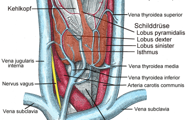 schilddrüsenentzündung-anatomischer-aufbau-schilddrüse-Thyroid2.png